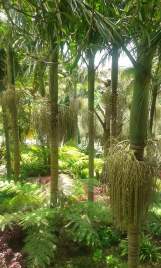 Jardim Tropical Monte Palace - einer der schönsten Botanischen Gärten der Welt!