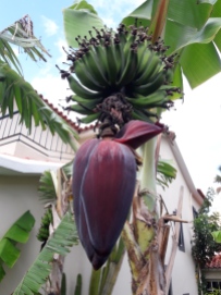 Bananenpalme im Garten unseres Hotels. Irgendwie eklig...