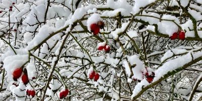 Zweige mit roten Beeren, darauf Schnee.